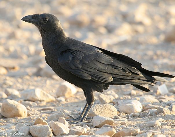Fan-tailed raven Birds of Israel Passeriformes Fantailed Raven