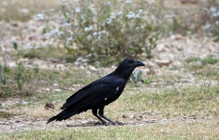 Fan-tailed raven Sunshine for Pangaea Fantailed Raven