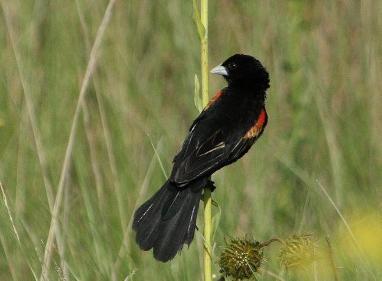 Fan-tailed widowbird Fantailed Widowbird BirdForum Opus