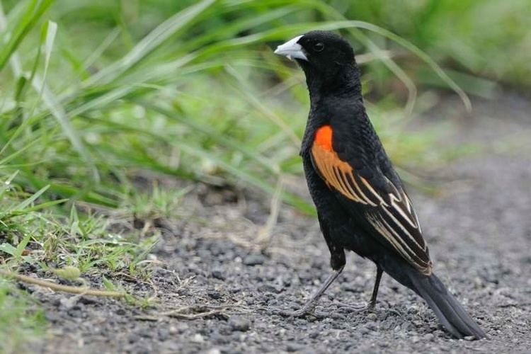 Fan-tailed widowbird Fantailed Widowbird