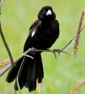 Fan-tailed widowbird Fantailed Widowbird