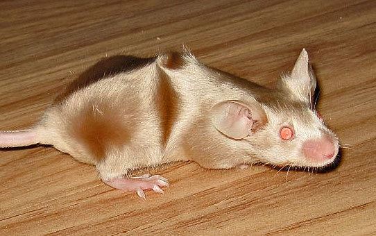 Fancy mouse 1000 images about Fancy Mice on Pinterest The golden Satin and