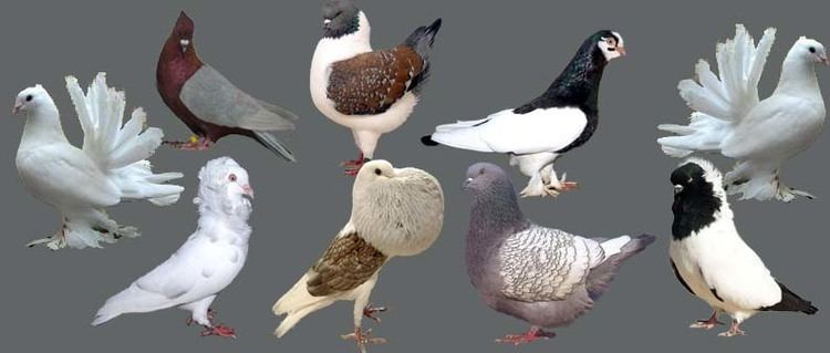 Different breed of Fancy pigeons-Indian fantails, Pomeranian Pouter, Lahore Pigeon, Racing Pigeon, English Pouter, and German Helmet