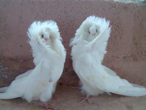 Two white Jacobin pigeons, another breed of Fancy pigeons known for its feathered hood over its head