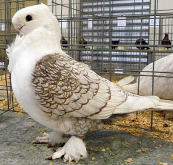 A white Ice pigeon, a breed of Fancy pigeon inside a cage