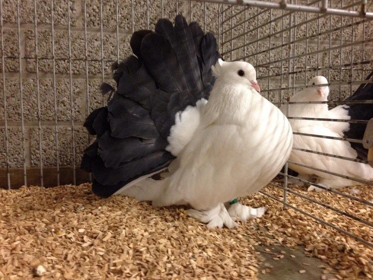 Indian fantails, another breed of Fancy pigeon known for its fan-shaped tail