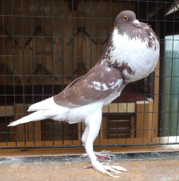 An English Pouter, another breed of Fancy pigeon with long limb, enlarged crop, and an overall large body.