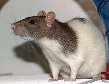 Fancy rat httpsuploadwikimediaorgwikipediacommonsthu