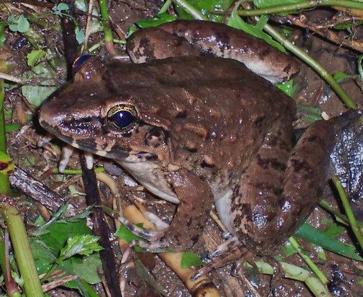 Fanged river frog