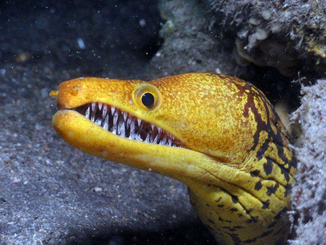 Fangtooth moray Fangtooth Moray Eel Sporting A Mouth Filled With Shards of Glass