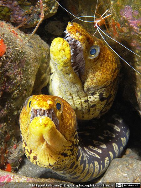 Fangtooth moray Fangtooth Moray Eels Enchelycore anatina MarineBioorg