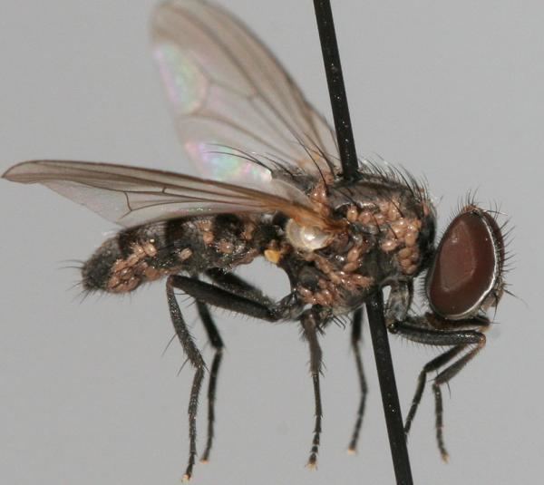 Fannia scalaris NaturePlus Curator of Diptera39s blog Piltdown Fly