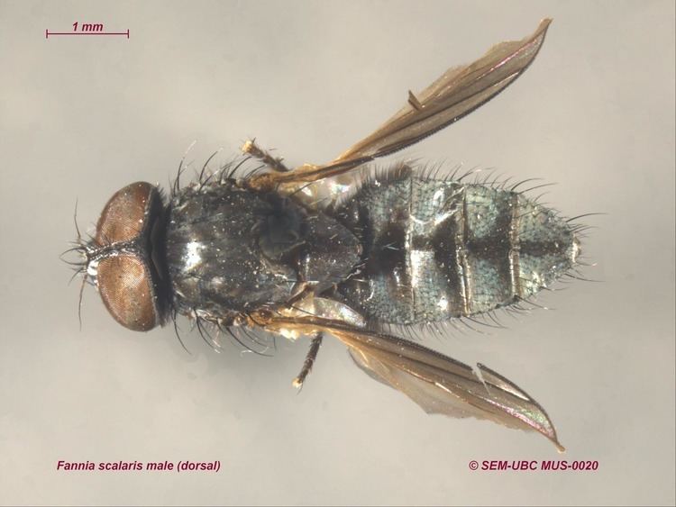 Fannia scalaris Muscidae