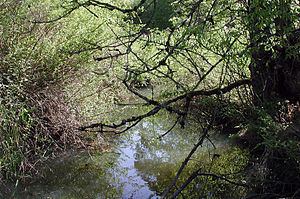 Fanno Creek httpsuploadwikimediaorgwikipediacommonsthu