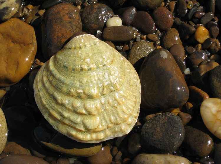 Fanshell FileFanshell mussel cyprogenia stegariajpg Wikimedia Commons