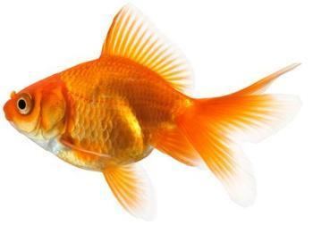 Fantail (goldfish) Fantail Goldfish Types