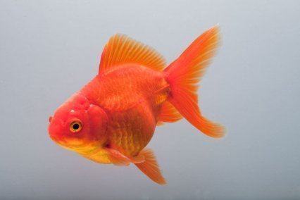 Fantail (goldfish) How to breed fantail goldfish Practical Fishkeeping Magazine