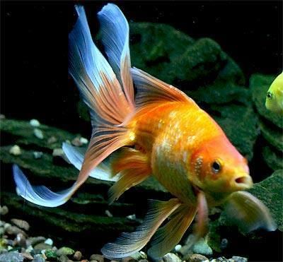 Fantail (goldfish) Fantail Goldfish Fancy Goldfish Show Goldfish Information and Care