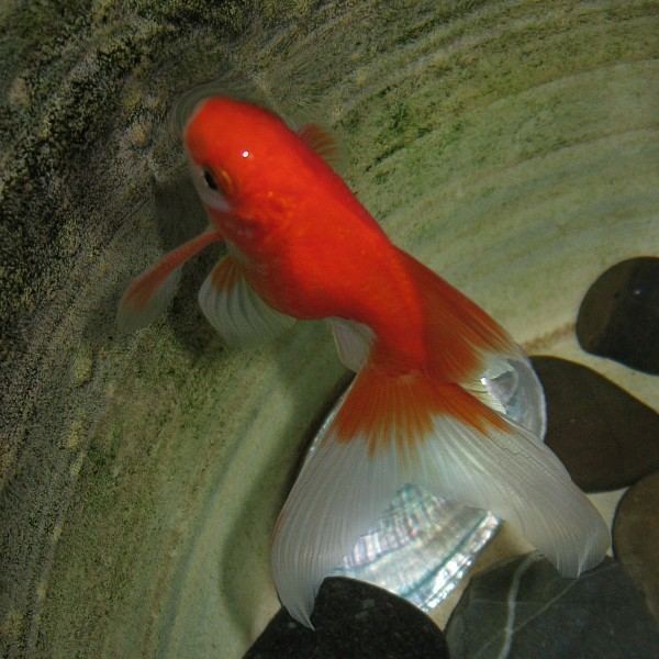 A red and silver goldfish, with a long fancy tail, facing left