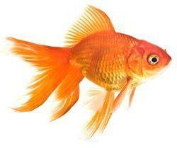 Fantail (goldfish) Fantail Goldfish Care Knowledge Base LookSeekcom