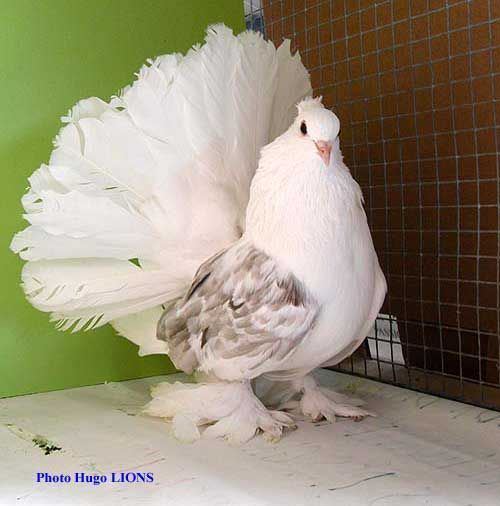Fantail pigeon 1000 ideas about Fantail Pigeon on Pinterest Beautiful birds