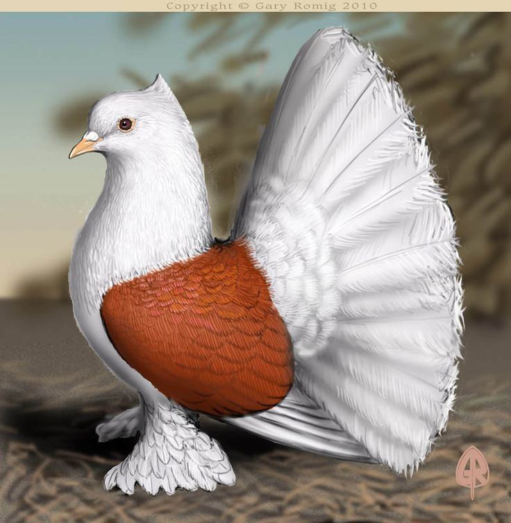 Fantail pigeon 1000 ideas about Fantail Pigeon on Pinterest Tumbler pigeons