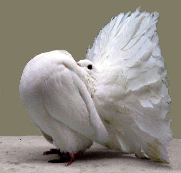 Fantail pigeon Animals Care BASIC PIGEON CARE