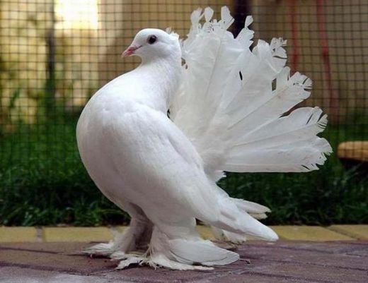 Fantail pigeon 1000 images about fantail pigeons on Pinterest English Bird