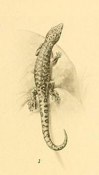 Fantastic least gecko httpsuploadwikimediaorgwikipediacommonsthu
