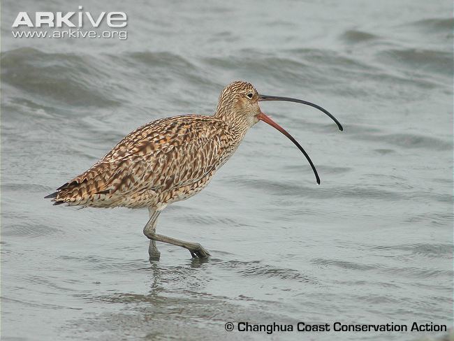 Far Eastern curlew Far eastern curlew videos photos and facts Numenius