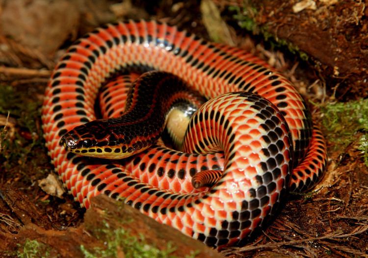Farancia Rainbow Snake Farancia erytrogramma American Society of