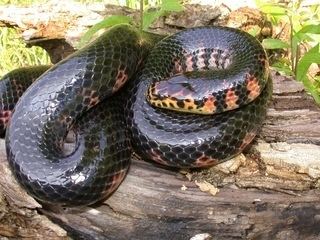 Farancia Farancia abacura Western mud snake Discover Life