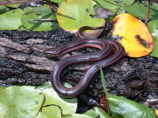 Farancia erytrogramma Farancia erytrogramma Rainbow Snake Discover Life mobile