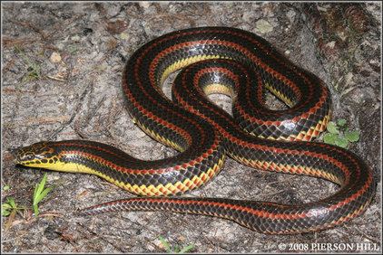 Farancia erytrogramma Life is short but snakes are long Eel mocassins