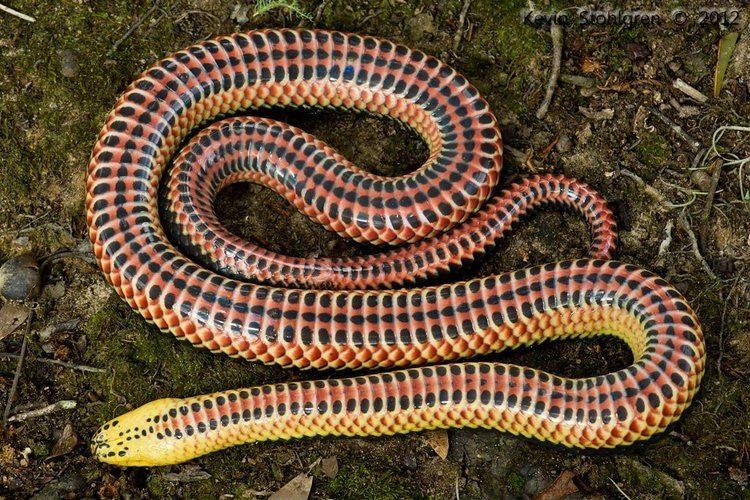 Farancia erytrogramma Farancia erytrogramma A male rainbow snake ventral view Flickr