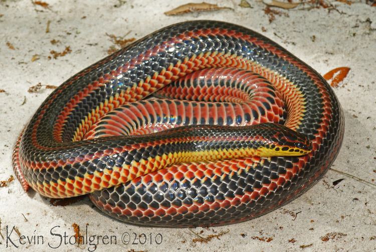 Farancia erytrogramma Farancia erytrogramma A large adult female rainbow snake f Flickr