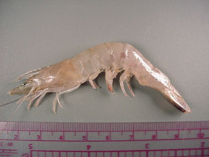Farfantepenaeus duorarum Pink shrimp Farfantepenaeus duorarum
