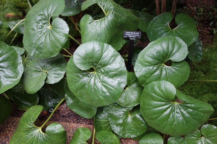 Farfugium japonicum FileFarfugium japonicum 39Giganteum39 Longwood Gardens DSC01080