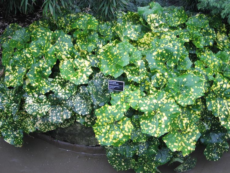 Farfugium japonicum FileFarfugium japonicum JBMjpg Wikimedia Commons