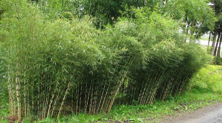 Fargesia Fargesia robustaClumping Bamboo Fargesia robusta Campbell