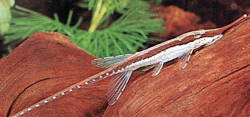 Farlowella acus Whiptail Catfish Farlowella Acus Tropical Fish Keeping