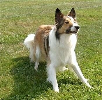 Farm collie Farm Collie Dog Breed Pictures 2