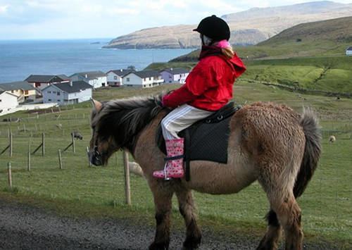 Faroe pony Faroe Pony