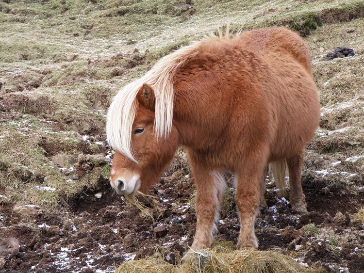 Faroe pony Faroese Pony from Sandoy Island Now in Suduroy Faroe Is Flickr
