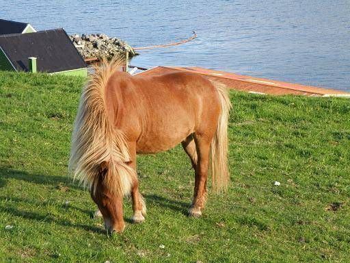 Faroe pony 1000 images about Faroe Ponies Horses on Pinterest Iceland