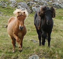 Faroe pony httpsuploadwikimediaorgwikipediacommonsthu