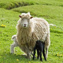Faroe sheep httpsuploadwikimediaorgwikipediacommonsthu
