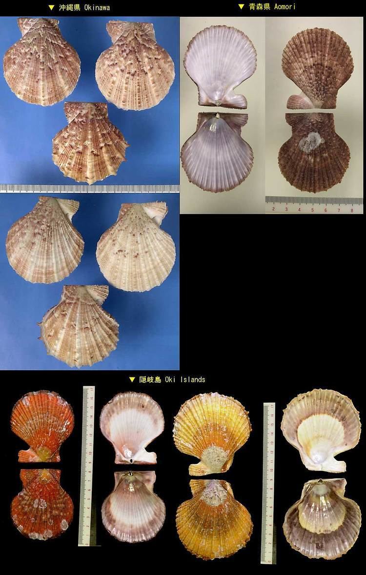 Farrer's scallop bigaiworldcoocanjppicbookimg24r002337jpg