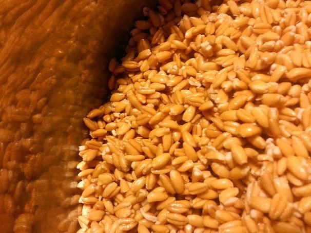 Farro Farro An Ancient And Complicated Grain Worth Figuring Out NPR