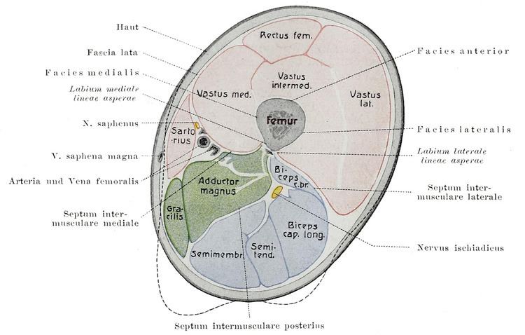 Fascial compartments of thigh